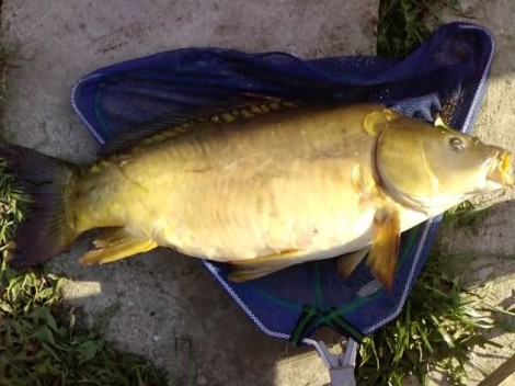 Kapr obecný, 68 cm, 6.69 kg