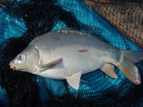 Kapr obecný, 64 cm, 5 kg