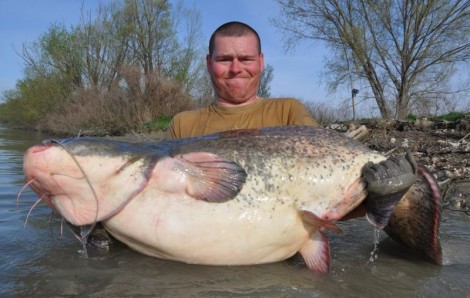 Sumec velký, 206 cm, 75 kg