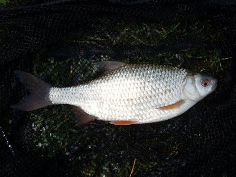 Plotice obecná, 30 cm