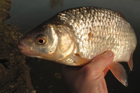 Plotice obecná, 40 cm, 0.8 kg