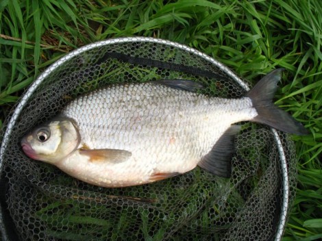 Cejnek malý, 44 cm