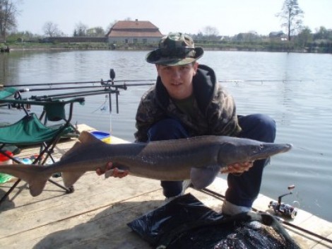 Jeseter sibiřský, 128 cm, 12.5 kg