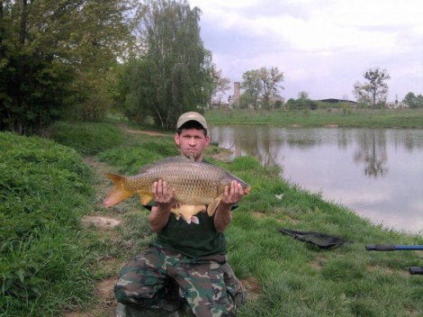 Kapr obecný, 76 cm, 8 kg