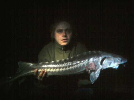 Jeseter ruský, 106 cm, 7.5 kg