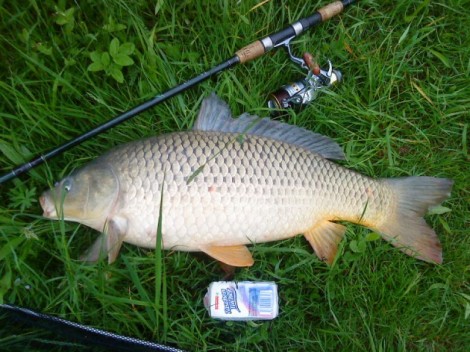 Kapr obecný, 75 cm, 7.5 kg