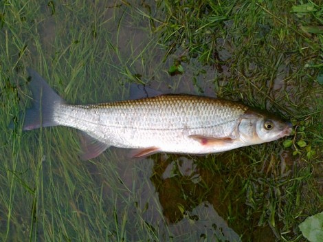 Ostroretka stěhovavá, 45 cm, 2 kg