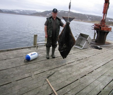 Halibut, 147 cm, 43 kg