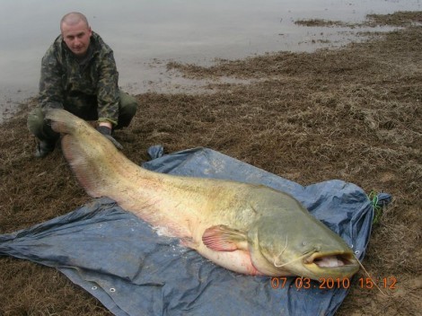 Sumec velký, 220 cm, 73 kg