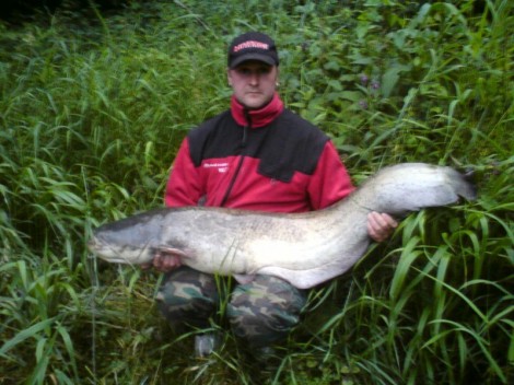 Sumec velký, 137 cm, 21 kg