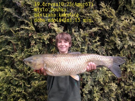 Amur bílý, 67 cm, 4.4 kg