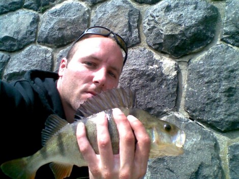 Okoun říční, 37 cm