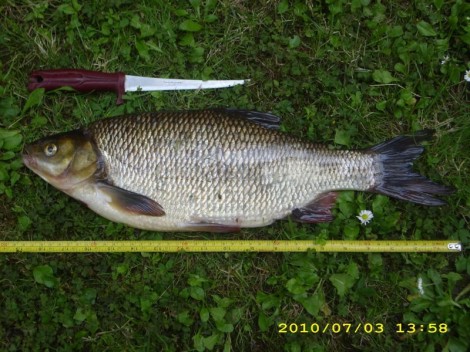 Jelec jesen, 48 cm, 1.6 kg