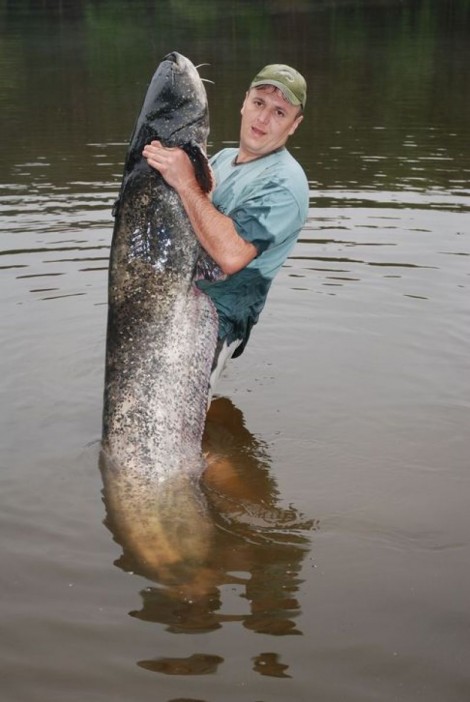 Sumec velký, 197 cm, 42 kg