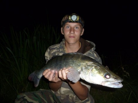 Candát obecný, 61 cm