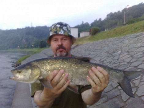 Bolen dravý, 69 cm