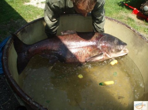 Tolstolobec pestrý, 142 cm, 41 kg