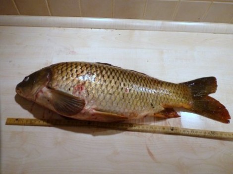 Kapr obecný, 56 cm, 4.2 kg
