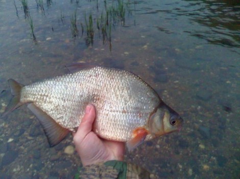 Cejnek malý, 42 cm