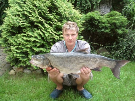 Bolen dravý, 85 cm, 6.1 kg