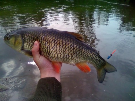Jelec tloušť, 47.5 cm