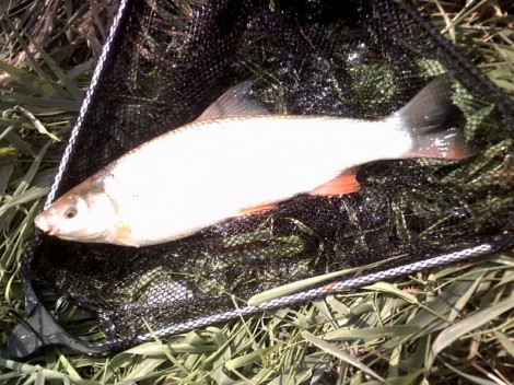 Ostroretka stěhovavá, 49 cm