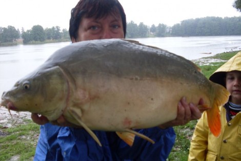 Kapr obecný, 80 cm, 13.5 kg