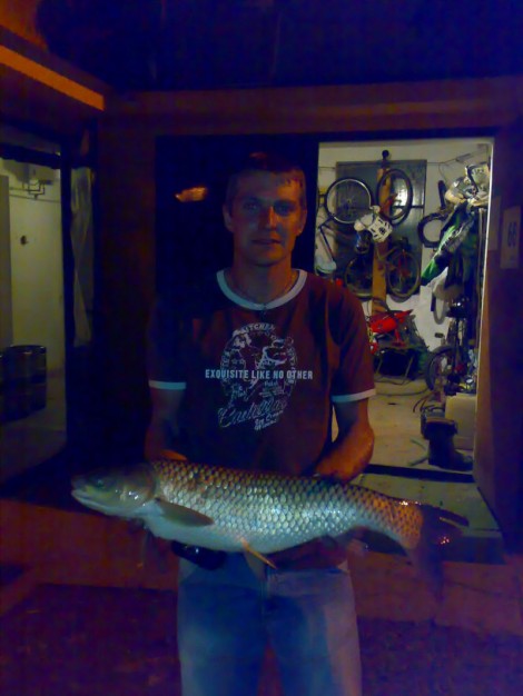 Amur bílý, 78 cm
