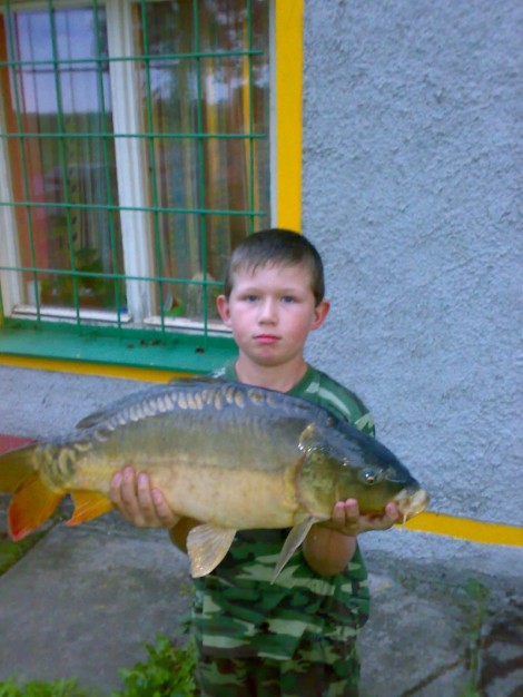 Kapr obecný, 68 cm