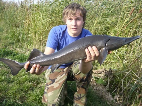 Jeseter sibiřský, 95 cm