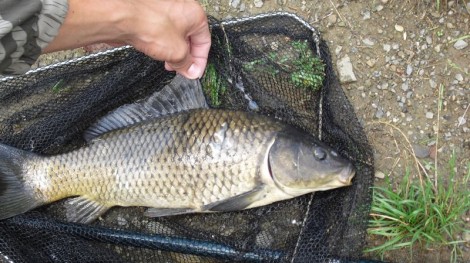 Kapr obecný, 48 cm