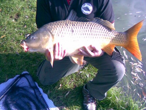 Kapr obecný, 78 cm