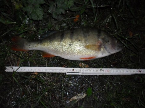 Okoun říční, 37 cm