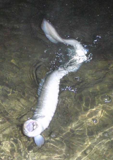 Úhoř říční, 114 cm, 2.8 kg