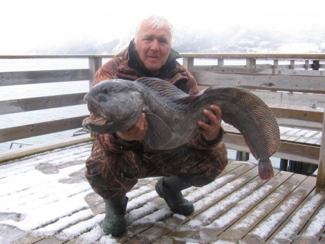 Gestreifter Katfish, 94 cm, 7.5 kg