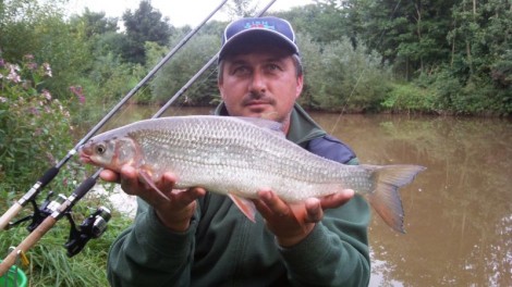 Ostroretka stěhovavá, 51 cm, 1.45 kg