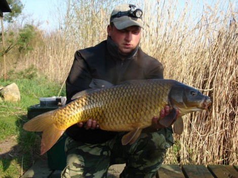 Kapr obecný, 87 cm, 10 kg