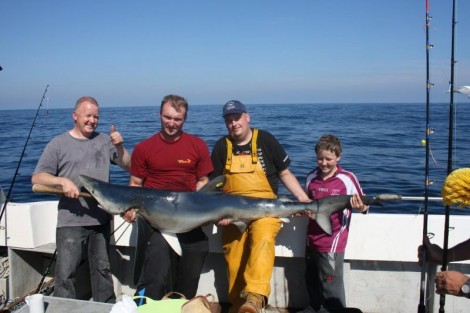 Žralok modrý, 223 cm
