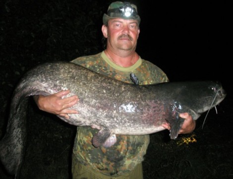 Sumec velký, 170 cm, 35 kg