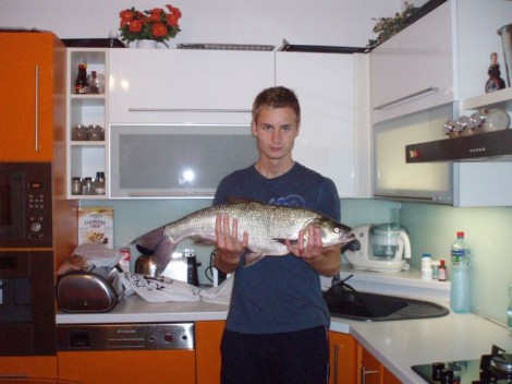 Bolen dravý, 80 cm