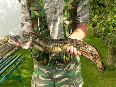 Mník jednovousý, 75 cm, 2.9 kg