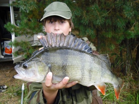 Okoun říční, 47 cm, 1.6 kg