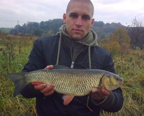Jelec tloušť, 51 cm, 1.9 kg