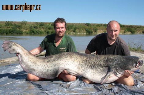 Sumec velký, 223 cm, 77 kg