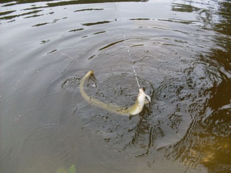 Úhoř říční, 98 cm, 1.5 kg