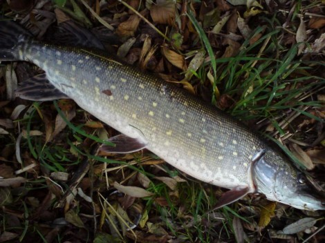 Štika obecná, 70 cm, 2.5 kg