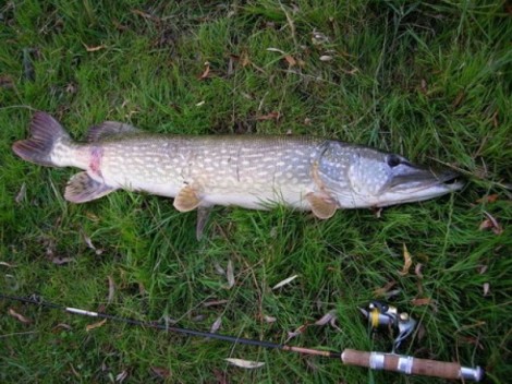 Štika obecná, 89 cm, 7.5 kg