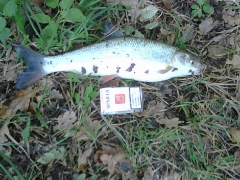 Ostroretka stěhovavá, 46 cm