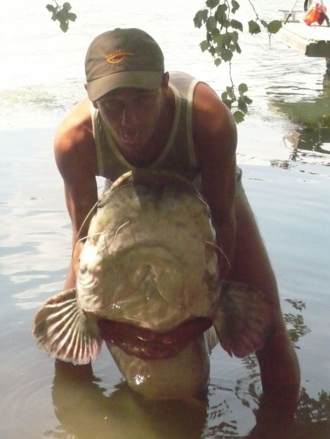 Sumec velký, 230 cm, 80 kg