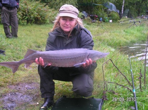 Jeseter sibiřský, 93 cm